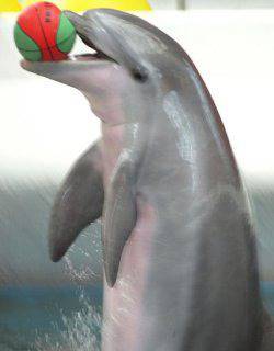 Леле! Японски делфини пуснали коремчета. Сега са на диета