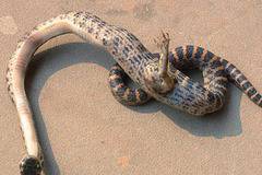 Китайка откри едноръка змия