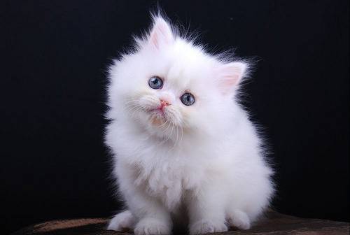 [Снимки] Малки сладки бели котета