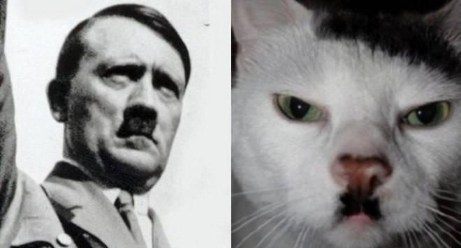 И това ако не е котакът Хитлер?! (видео)