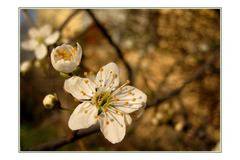 ico10 - С аромат на пролет I - фото: Природа, Макро