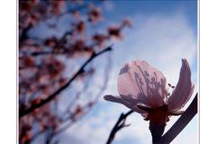 ico10 - С аромат на пролет II - фото: Природа, Макро