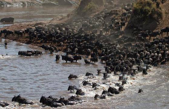 Herds of migrating wildebeest cross the Mara River in Kenya