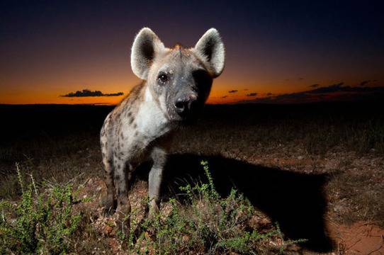 The dark side of the Kalahari: desert wildlife photographed at night by Hannes Lochner