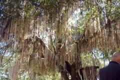 8 странно и екзотично окичени дървета по света - тема за Светът - Idi.bg