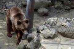 Филии с пастет и мармалад хапват животните в айтоския зоопарк