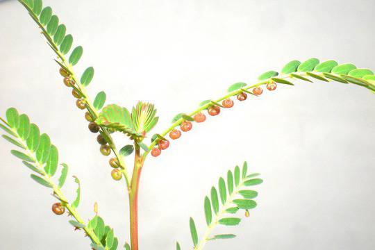 Чудотворният phyllanthus - най-ценната билка в света