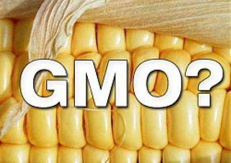 Има ли връзка между ГМО царевицата и рака?