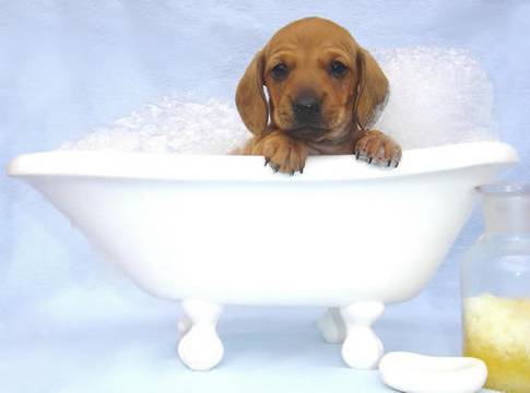 Tips for Giving Your Dog a Bath