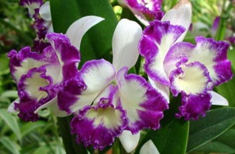 Приютиха 580 орхидеи в Ботаническата градина край Балчик