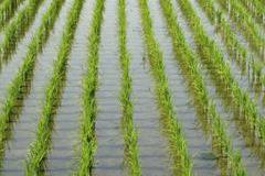 56 оризопроизводители получиха средства по схемата de minimis