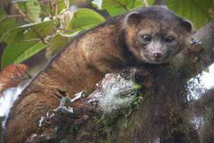 Добрите новини: Най-интересните нови видове животни за 2013 година