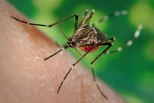 Проф. Тодор Кантарджиев: Опасни комари връхлитат страната до дни, сеят енцефалит, може и да е фатално!