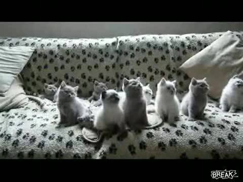 Котенца Танцуват в Ритъм