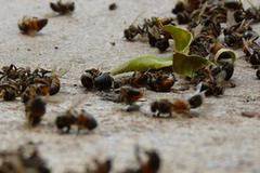 Натровени пчели оставят арендатори без субсидии