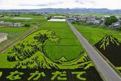 Японците правят картини от оризовите си насаждения