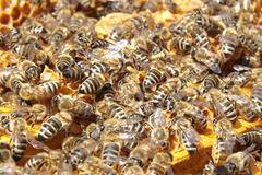 Пчелите се пристрастявали към неоникотиноидите?