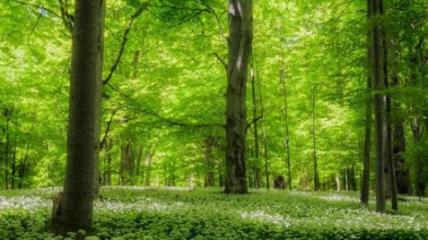 Вековните букови гори в „Централен Балкан“ влезат в списъка на ЮНЕСКО