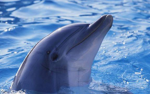 Вижте как да окажем помощ на пострадал делфин :: Скандал - всички скандали | новини, икономика, еко, спорт, свят, анализи,...