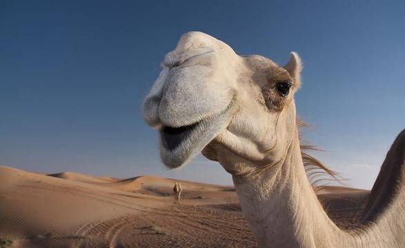В Саудитска Арабия разкрасяват камилите с ботокс