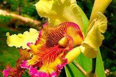 Грижи за жълта орхидея