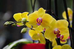 Правила при поливане на орхидеите