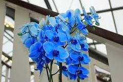 Грижи за сини орхидеи