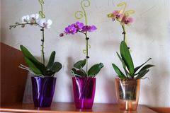 Правила при отглеждане на орхидеите