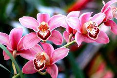 Кърлежи в орхидеите