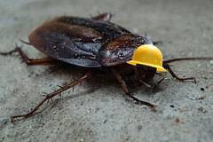 9 любопитни факта за хлебарките, които не знаете