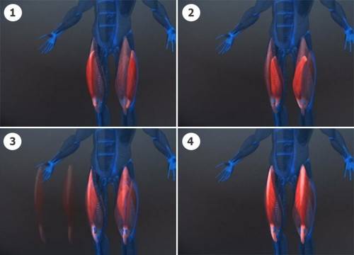 Анатомия на мускулите на краката