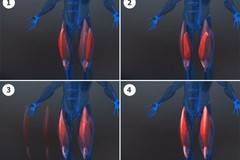Анатомия на мускулите на краката