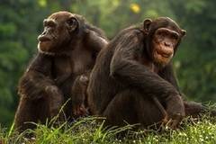 Нов реален сценарий на Планетата на маймуните ли е случващото се в Уганда?