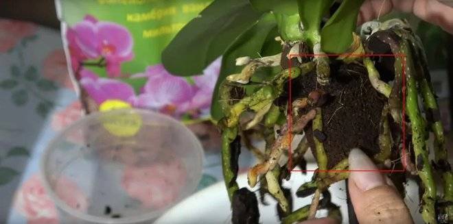 Как се пресажда орхидея – всички тънкости и в какво да натопите корените, за да не гният:
