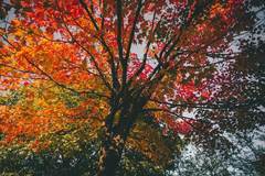 Златната есен в облеклото: В какви нюанси да оцветите гардероба си