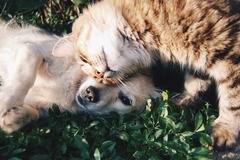 Куче и котка – живот в хармония - Съвети от Platinum България